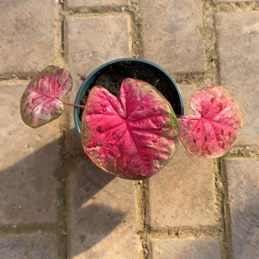 *****芭提雅泰国彩叶芋18-1205