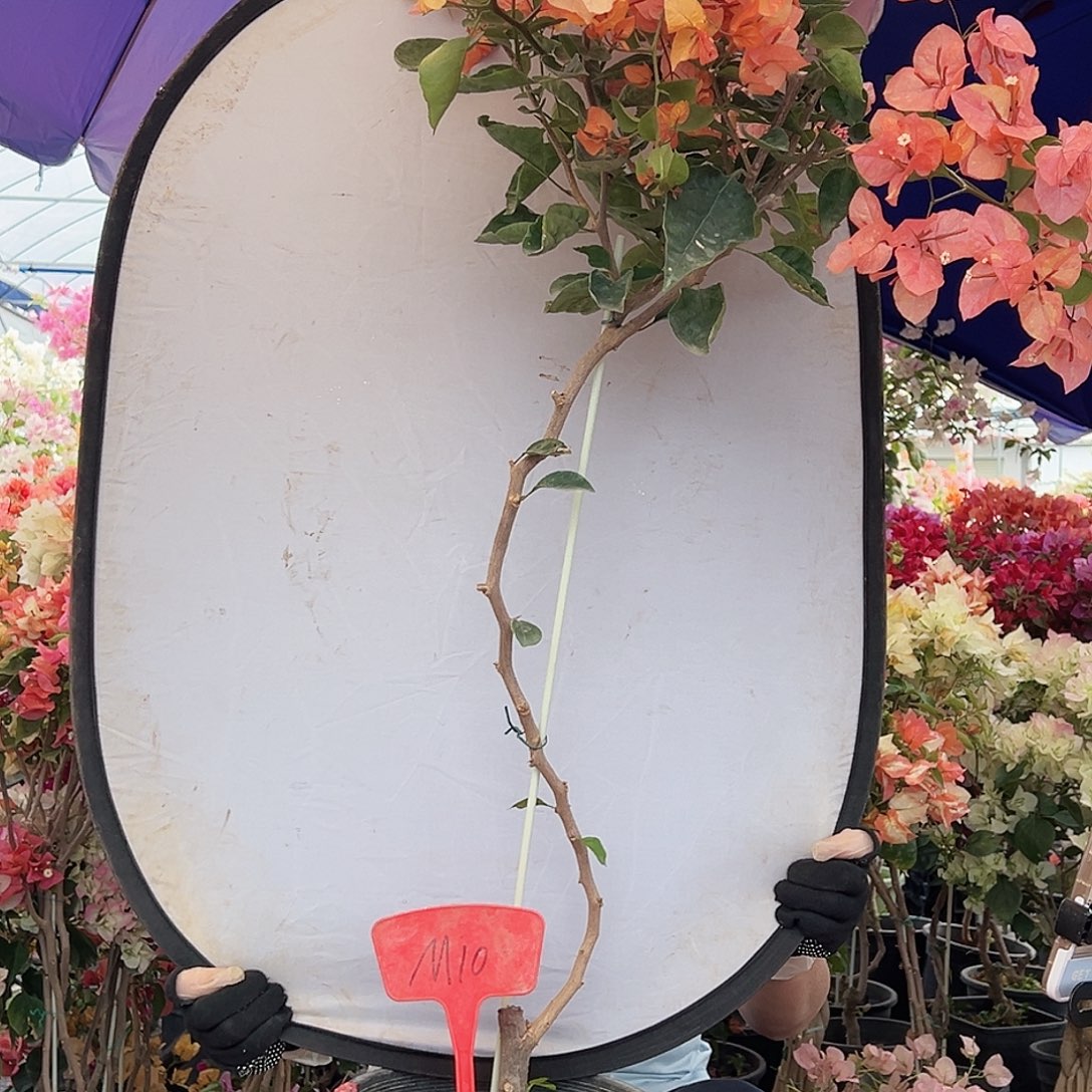 圆***叶大部分花苞少量开放M10阿达娜