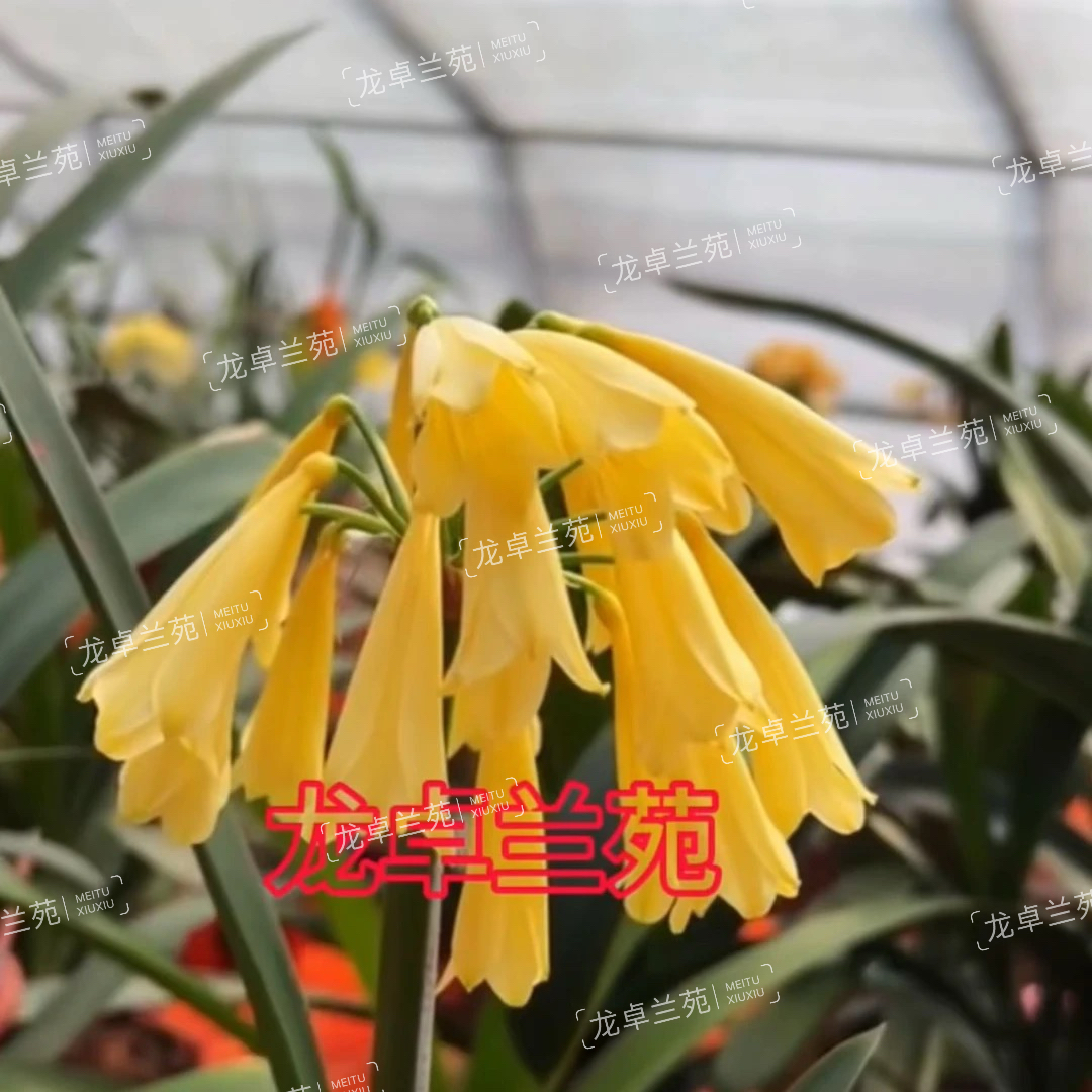 黄种间君子兰异花垂花
