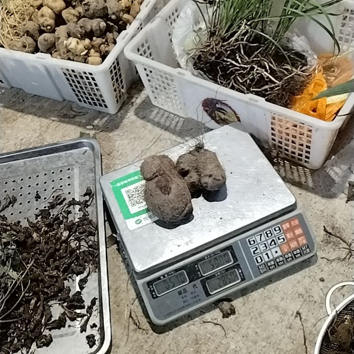 青榄贵州五叶薯两个570克