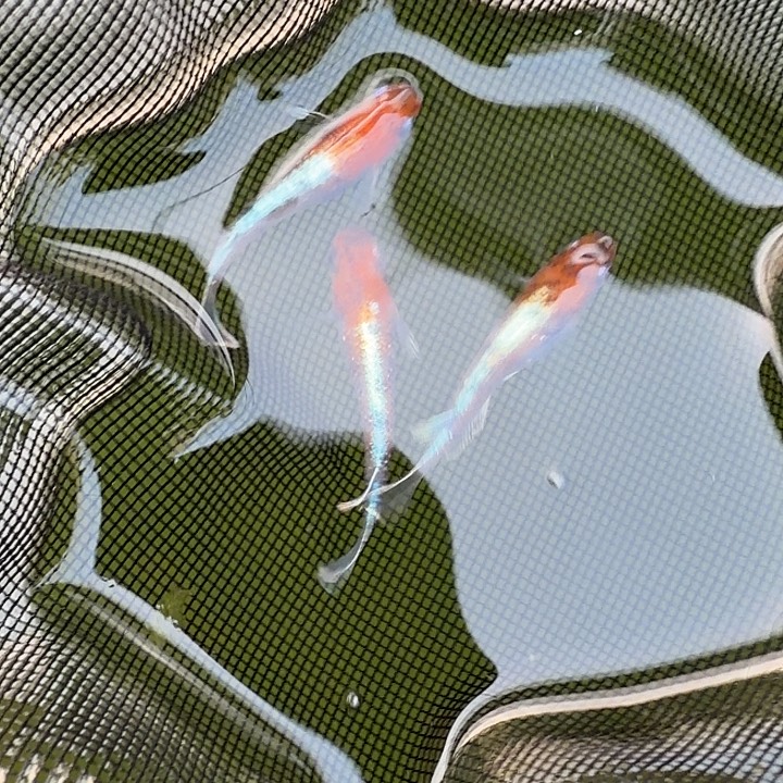 青鳉鱼编号 15 天照三色种级 3 条