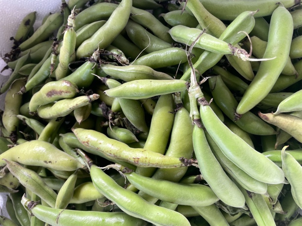 华容本地豌豆现摘现发包邮
