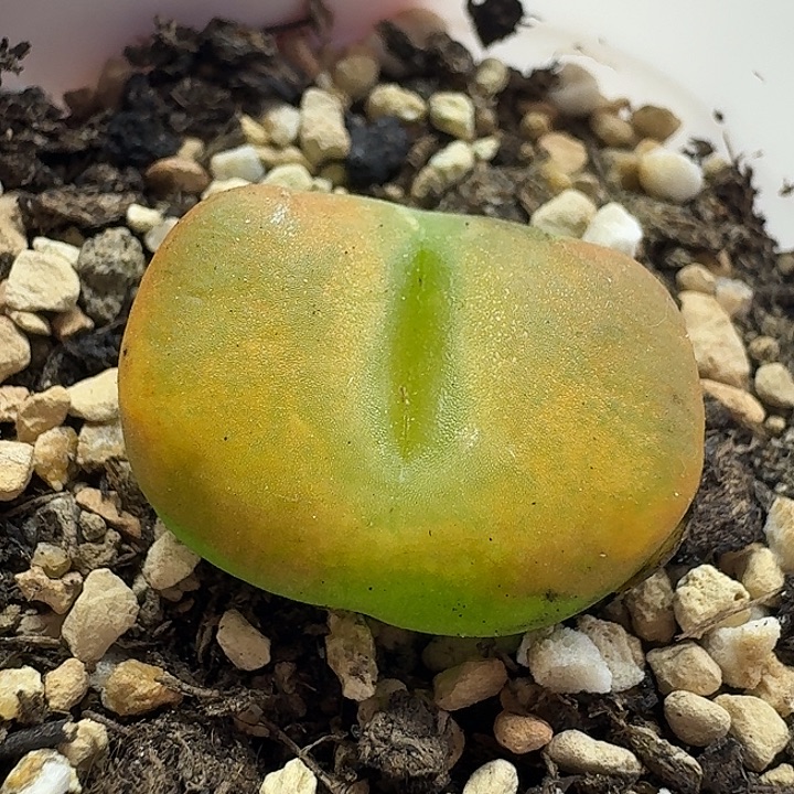 老马生石花蟠桃2111