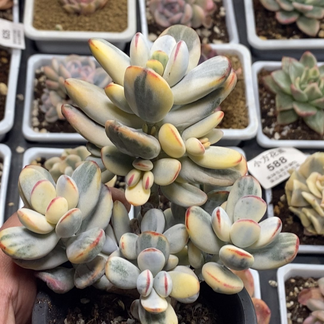 845福娘锦无砍老桩