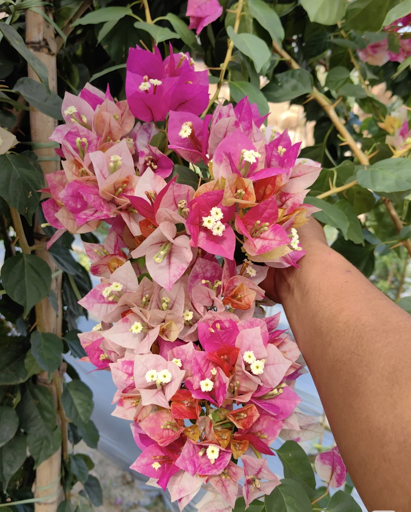 {娆} 嫁接盆苗 爬藤飘枝垂吊