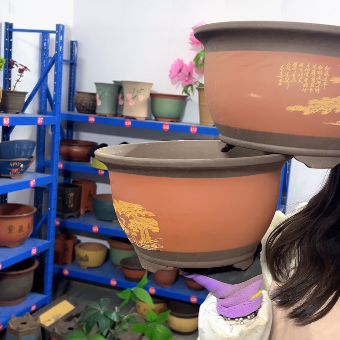 30+30红色松鹤三角金钟花盆