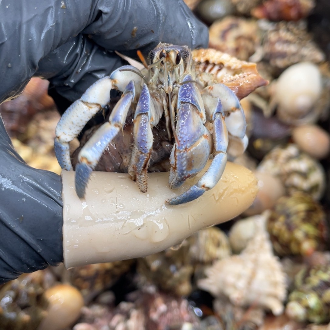 不退不换活体宠物143