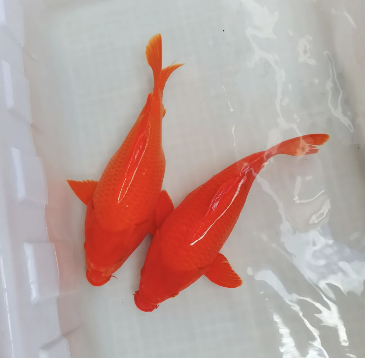 荷包锦鲤观赏鱼红色荷包鲤包邮包开箱