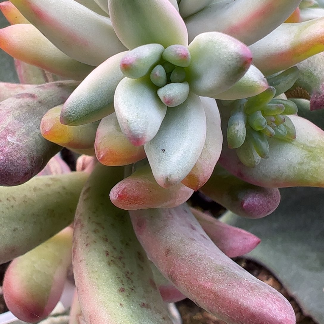 康***画多肉植物多肉植物