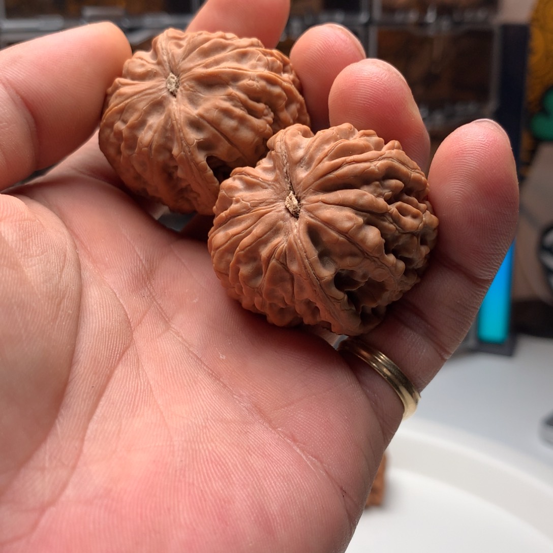 桃核把件赵****玩玄武 666888