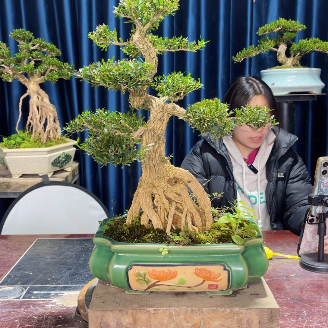 四季常青老桩黄杨盆景