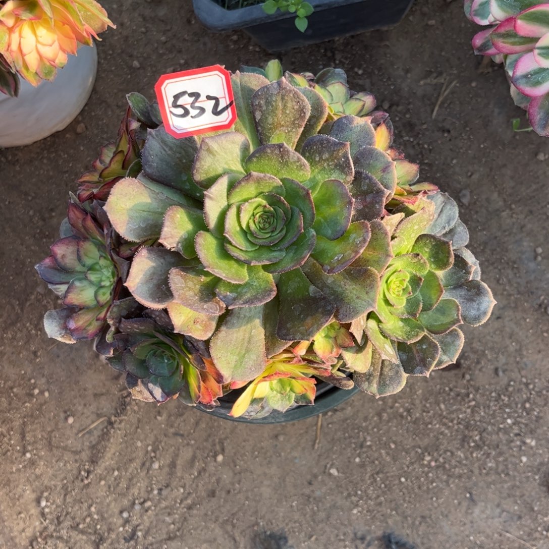 532多肉植物龙鳞法师