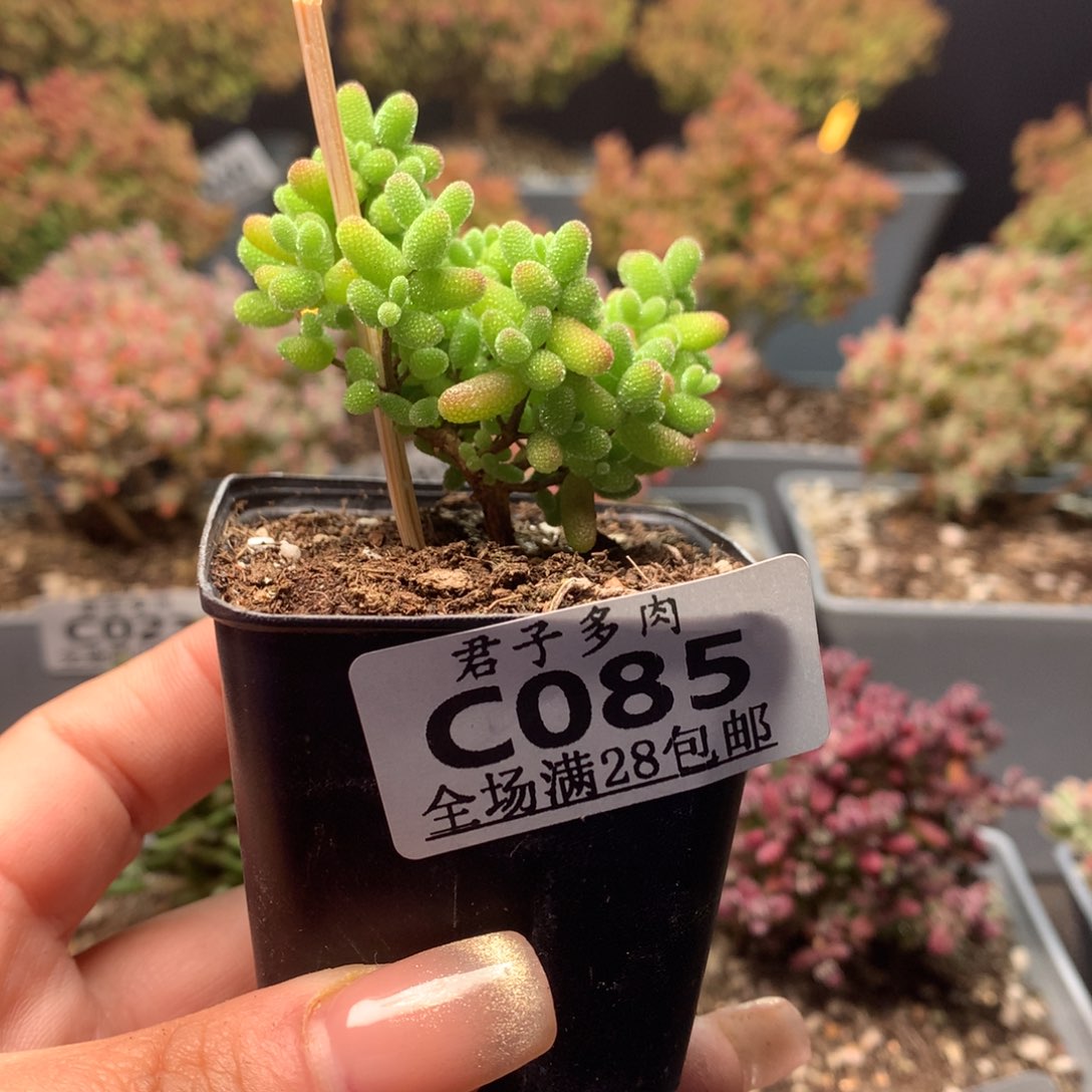 c085金桔枝干番杏