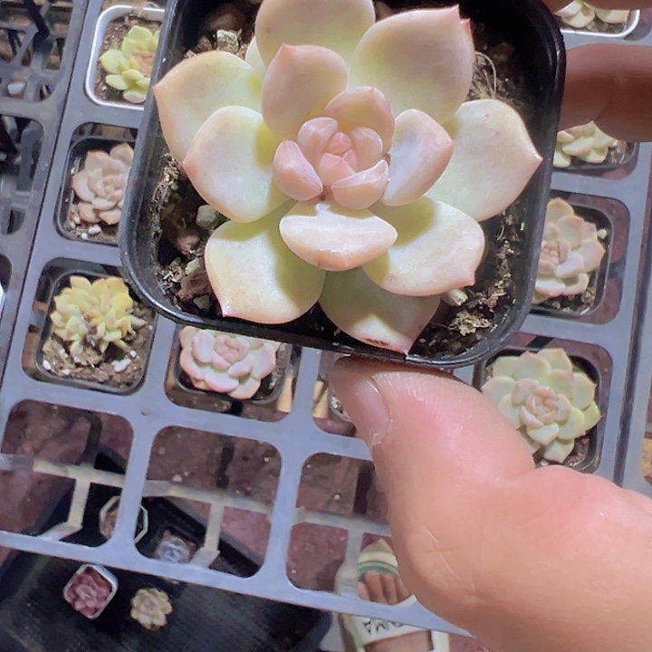 粉色天使精品多肉植物
