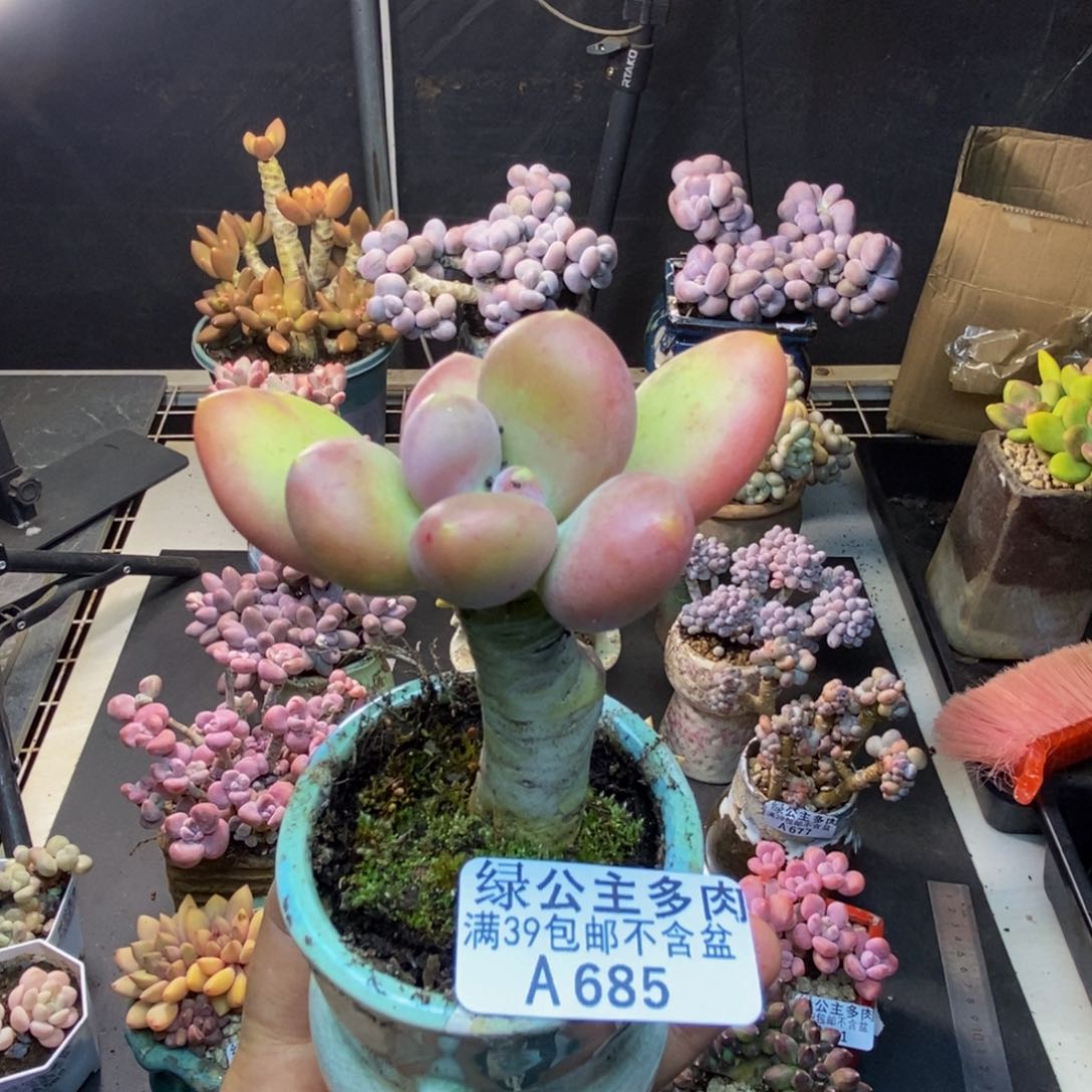 685芒果奶多肉5c m