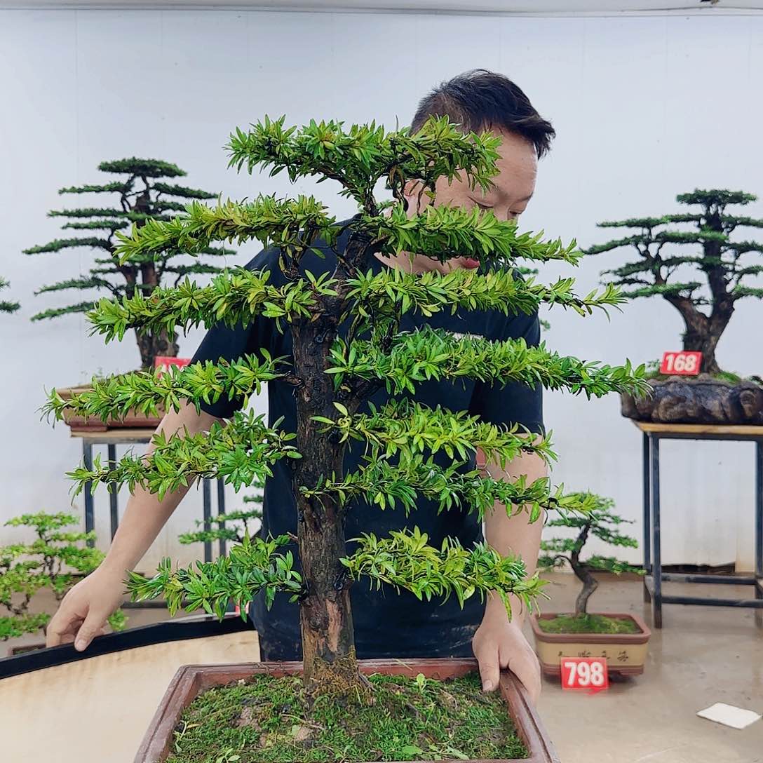 无花朵盆景制作过程非常