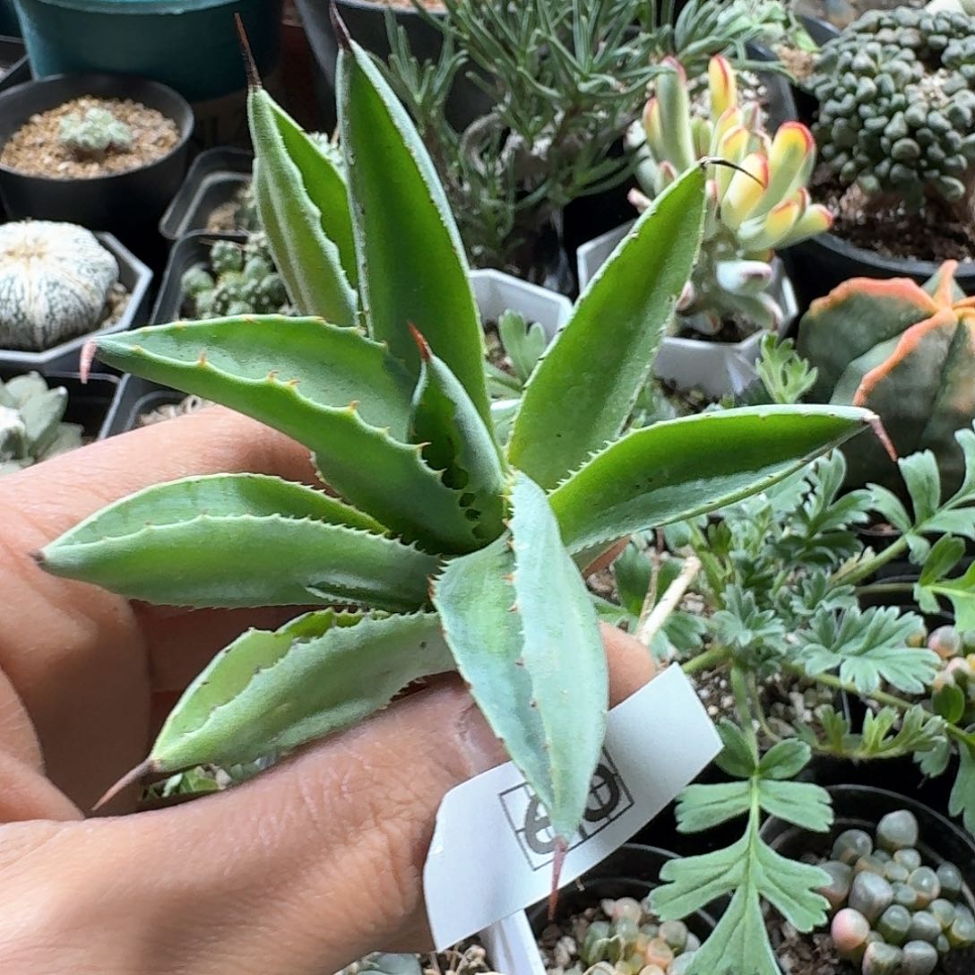 60贝壳龙脱土发货