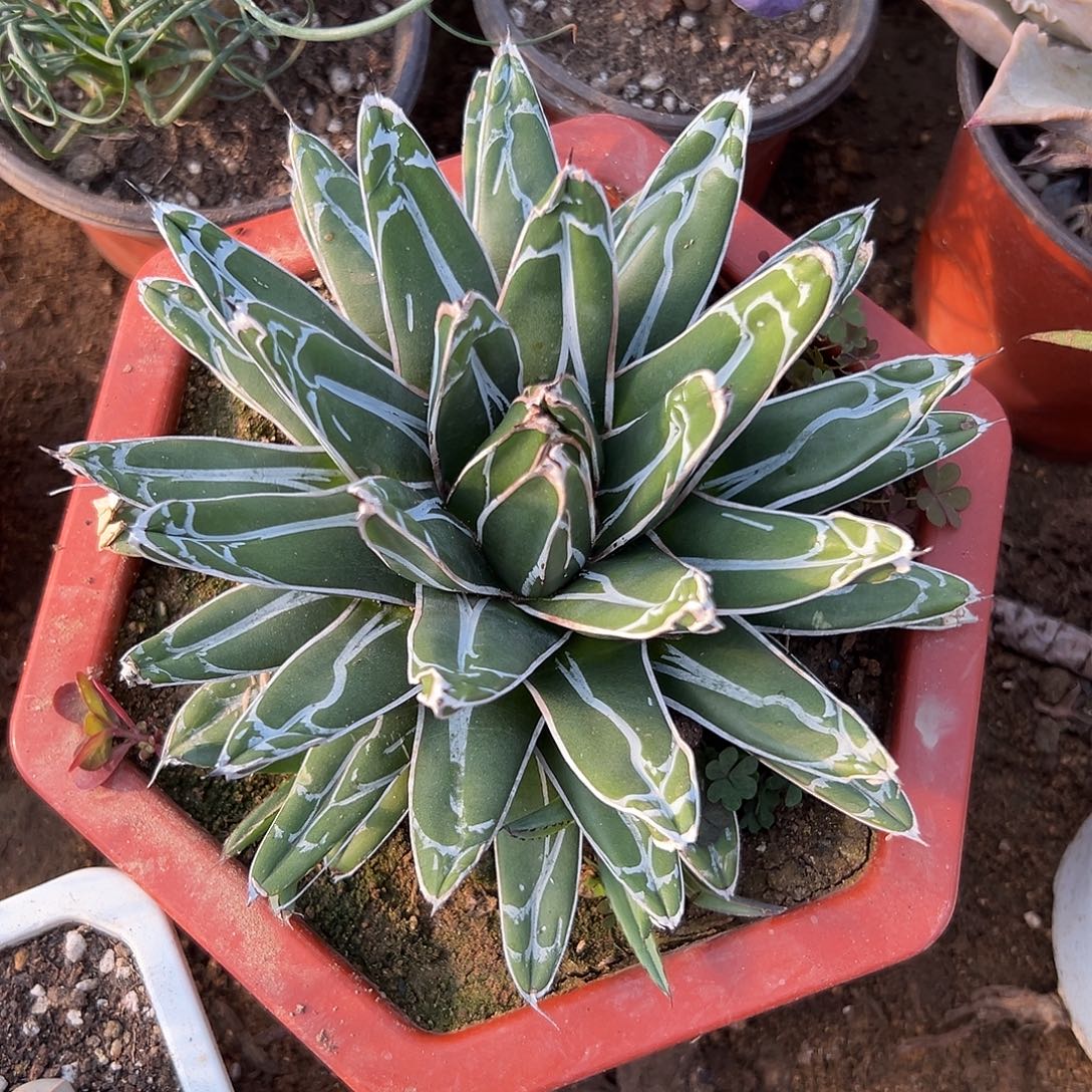 多肉植物屉之雪单头