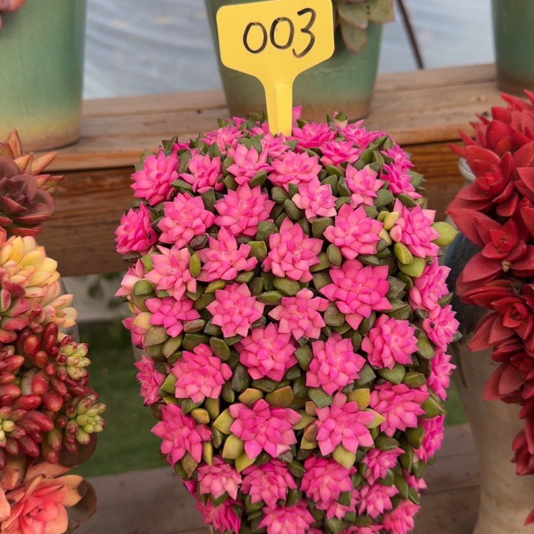 这个是真的很好看