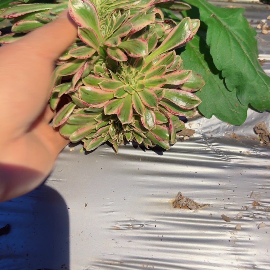 我8221 号多肉法师特价