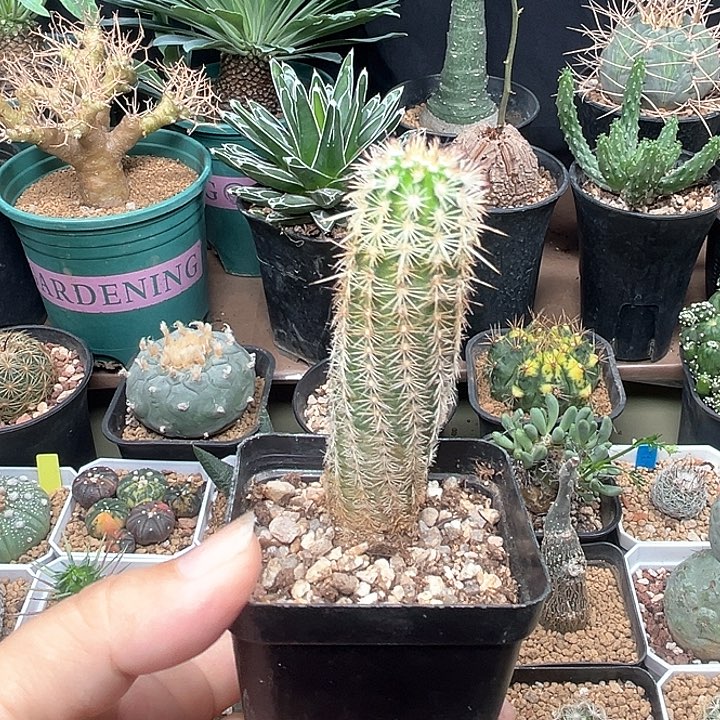 无花朵中刺青花虾实生球一颗