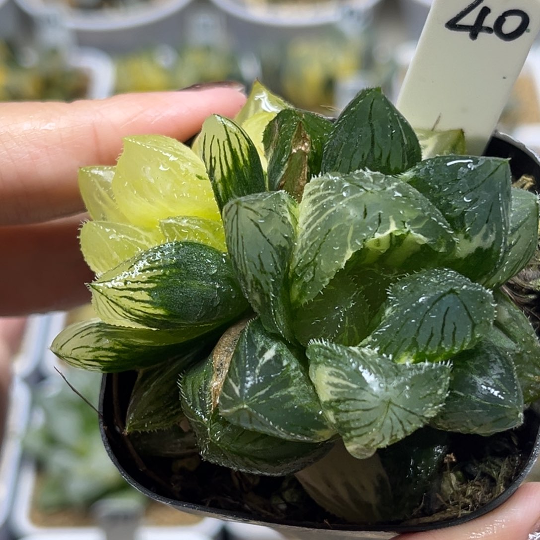 40巨大毛玉露锦带仔福利专场