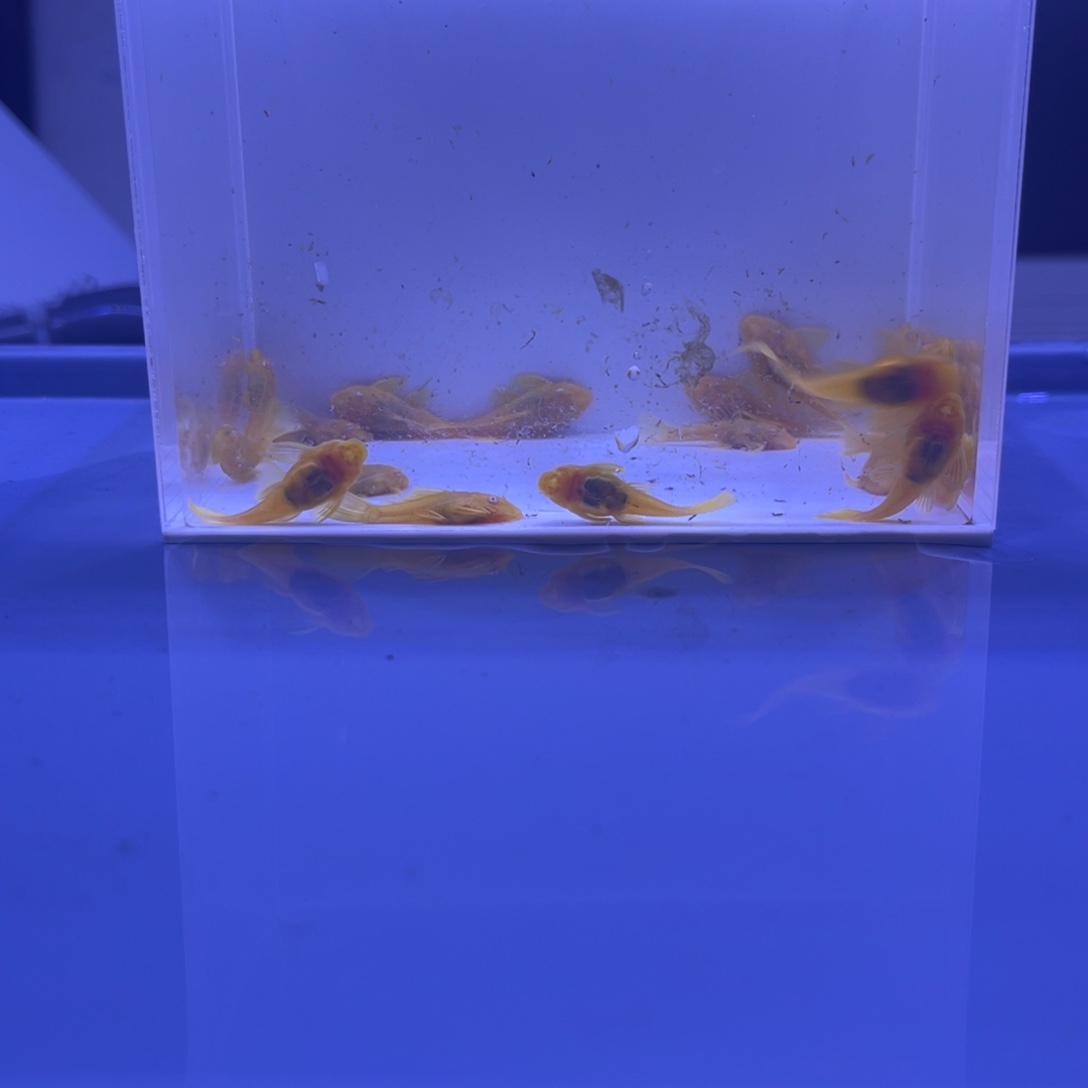 孔雀鱼胡子20条开箱视频报损