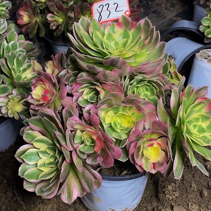 海仙老桩厉害832号