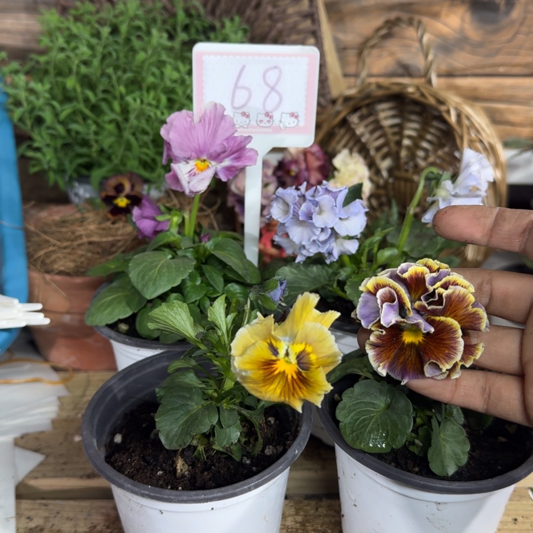 无花朵1205 抖音68组4棵