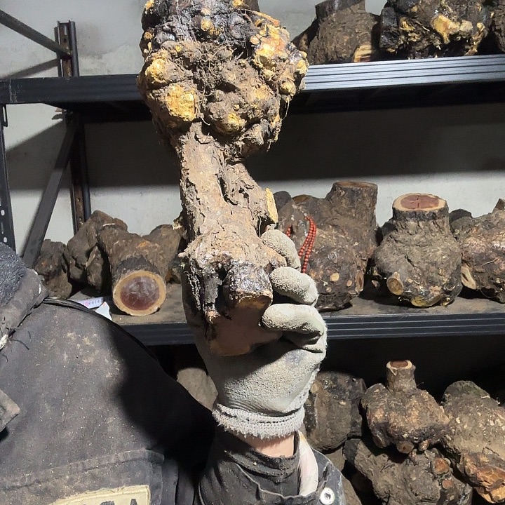 无***谓香榧木火琉璃的故事是一个人