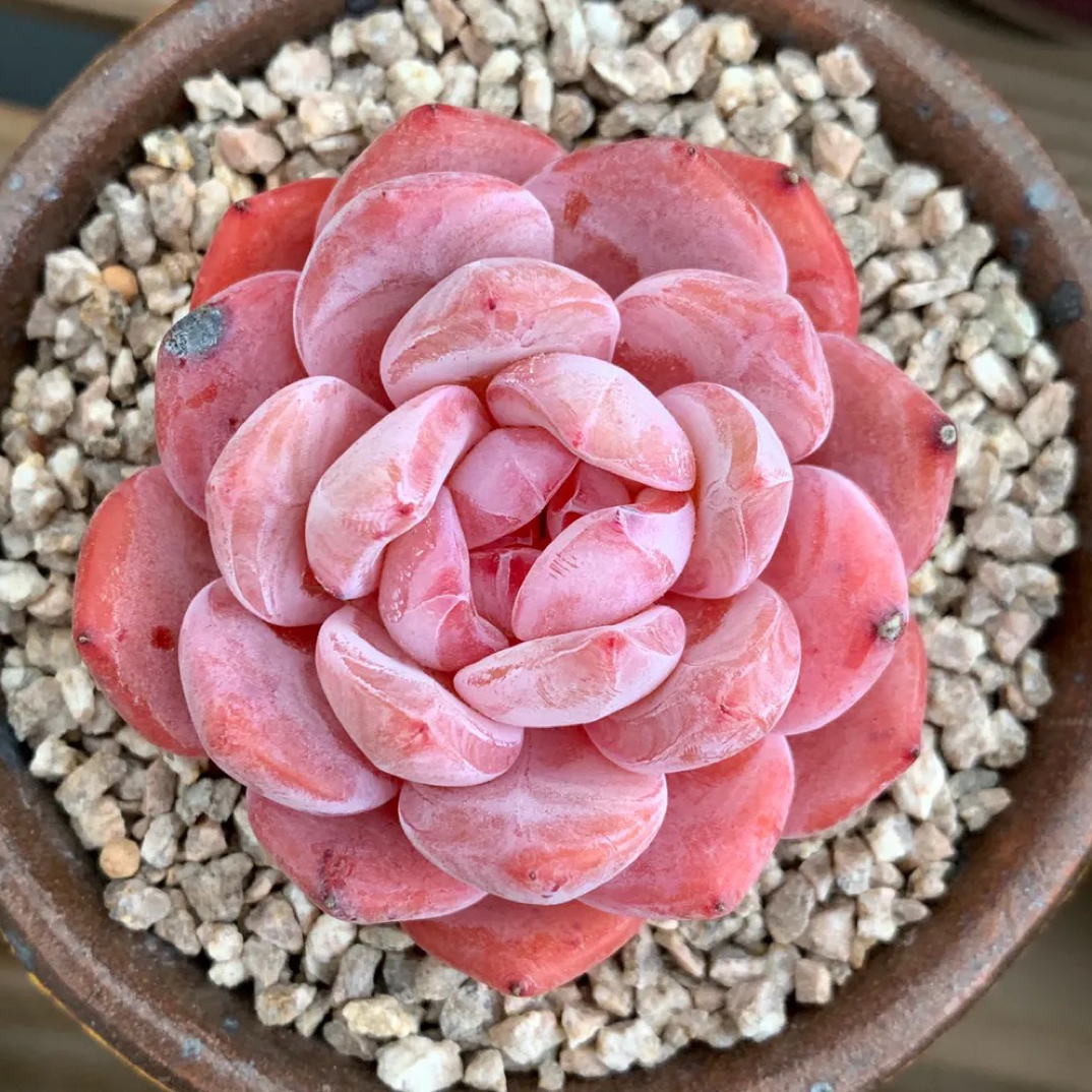 多肉不赚钱直播1号链接