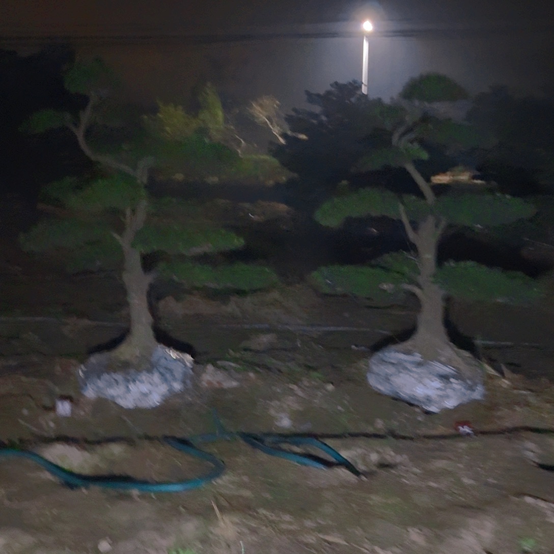 s***n完全开放罗汉松，基地发货