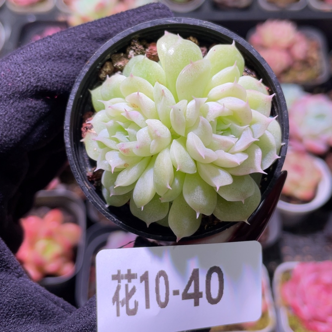 花利美10-40麦秆双头