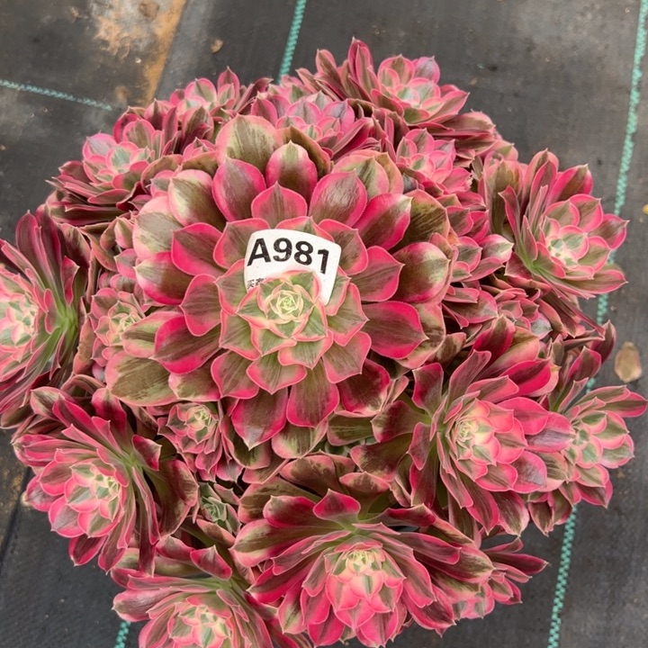 981男神30厘米左右多肉