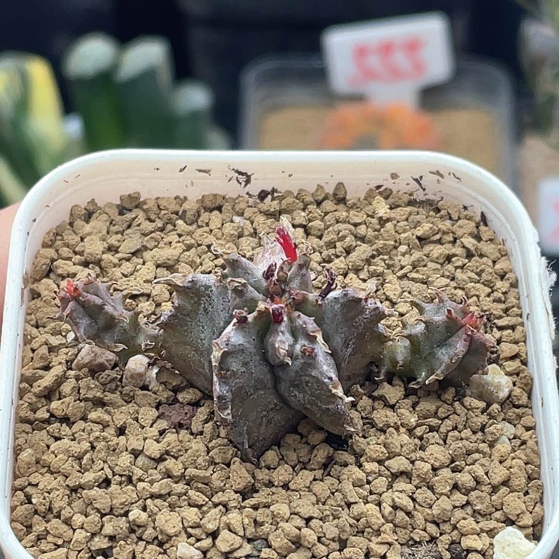 实生羽田斑马魁伟玉 致远多肉