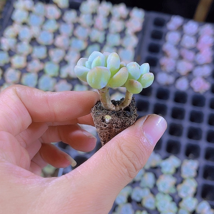 精品洛神多肉植物