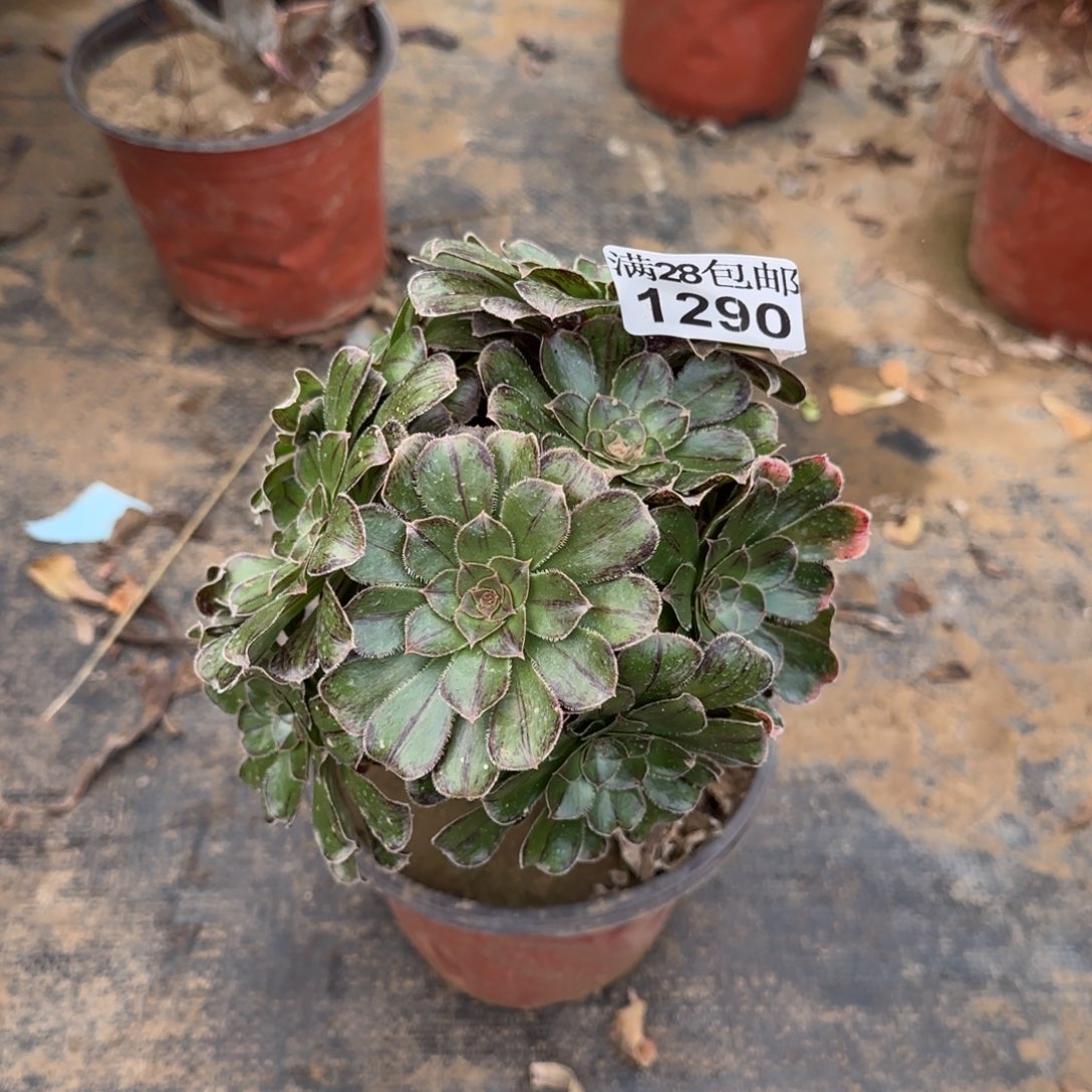 拉丝锦多肉1290满28包邮断枝不包