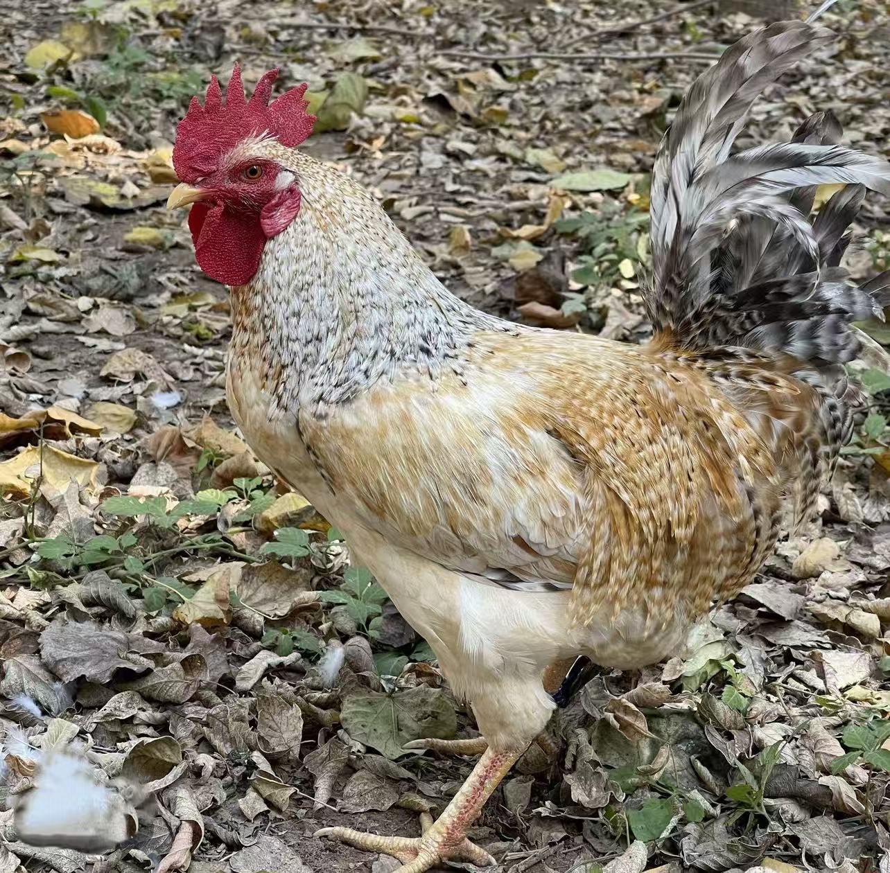 【花柴】颜色公母可选林间散养220天  肉质鲜美