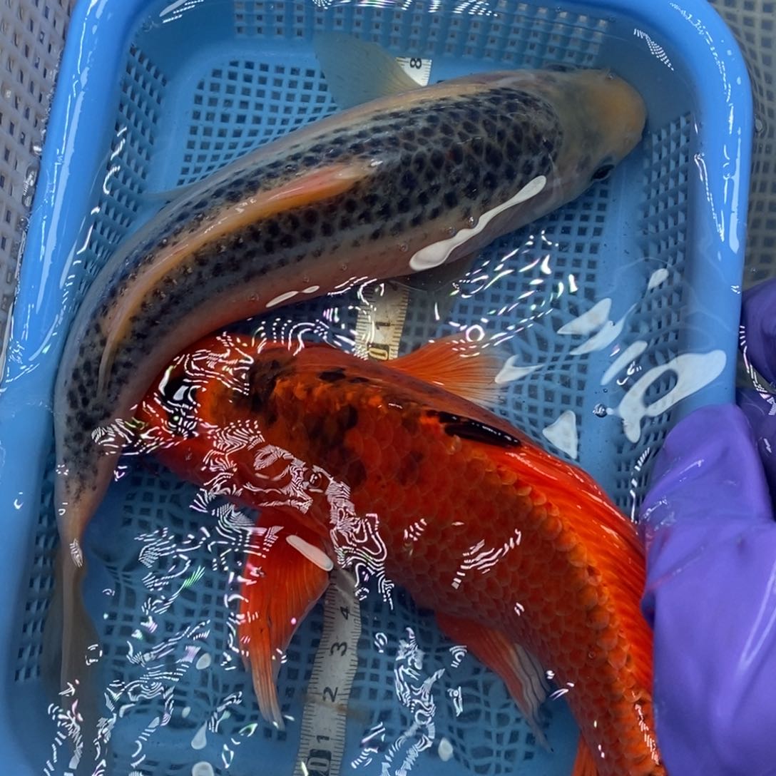 锦鲤冷水锦鲤包邮