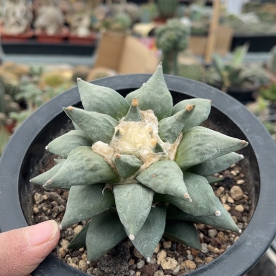 完全开放实生岩牡丹