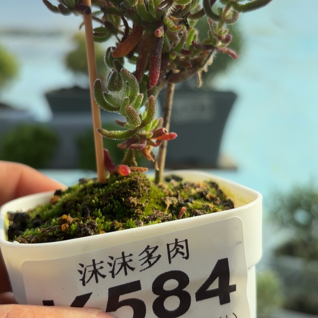 涛****584狐冲枝干福利哦