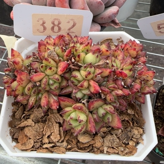 382红酒缀一物一拍多肉