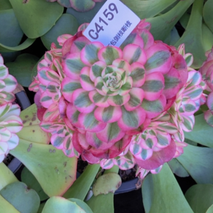 【闪购商品】用****94159倾城多肉