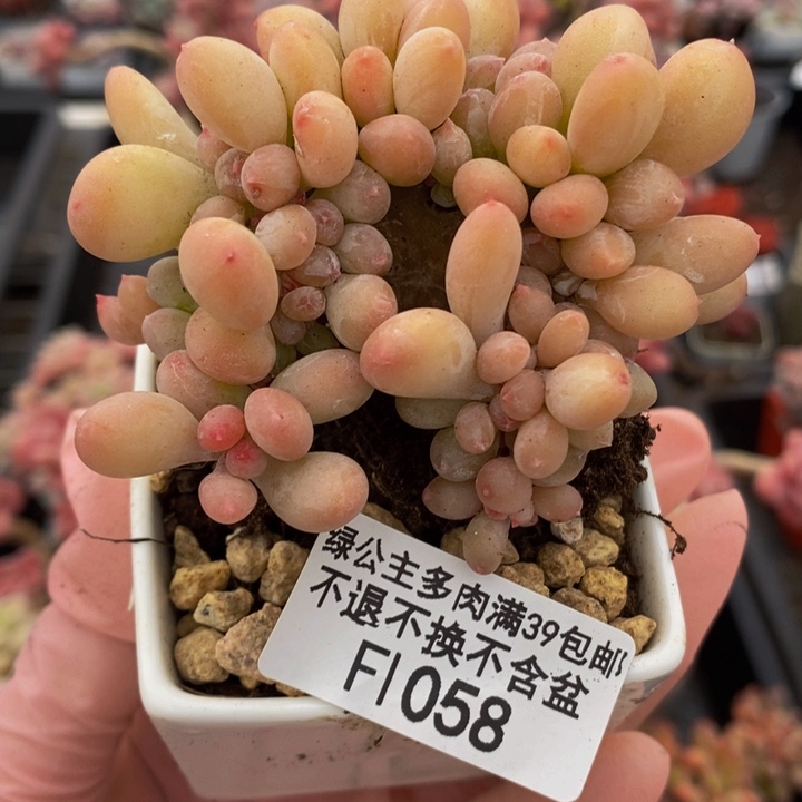 苹果奶缀7cm1058多肉植物
