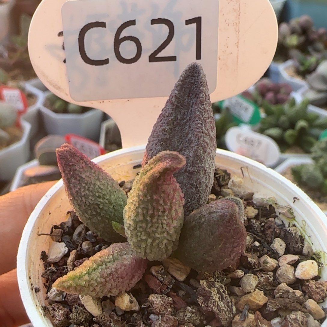 福利多肉水泡。   621。   