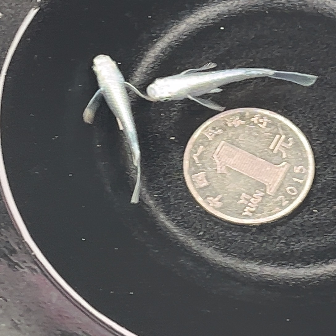 青鳉鱼真长鳍天使之翼2条品相自观8号