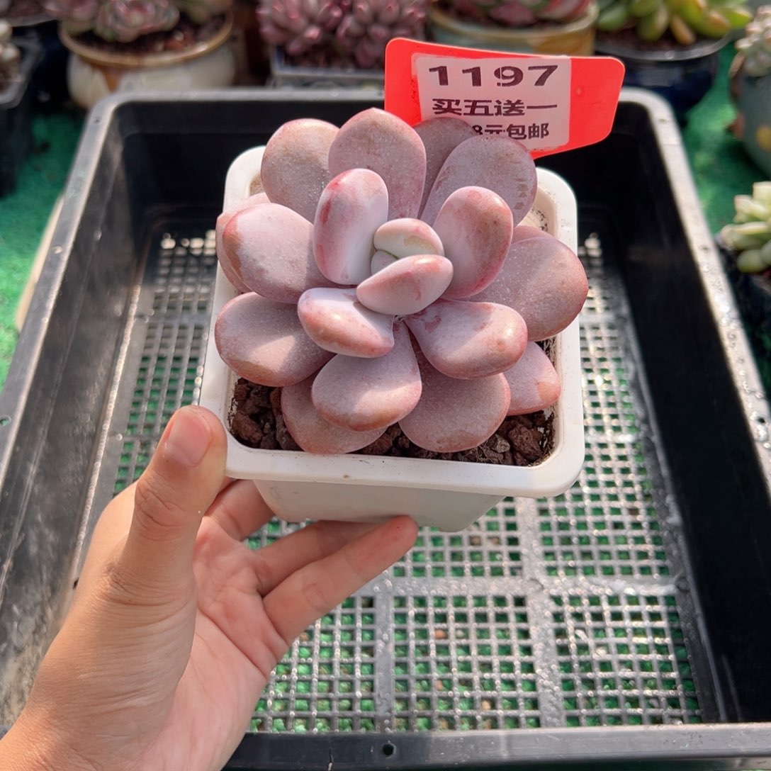 表妹精品多肉植物1197.