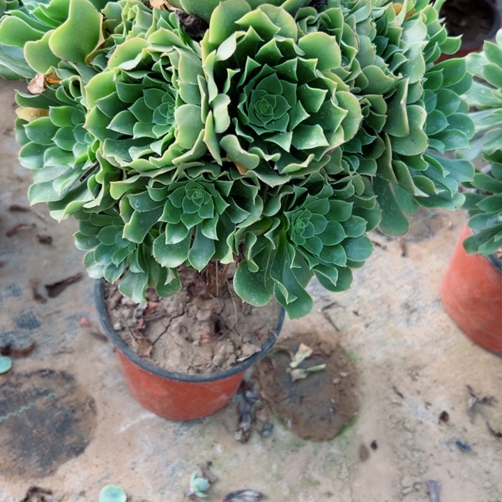 415绿羊绒多肉植物