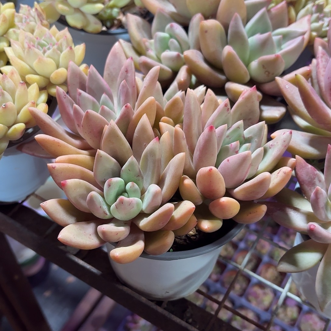 桃花源多肉整群11㎝盆