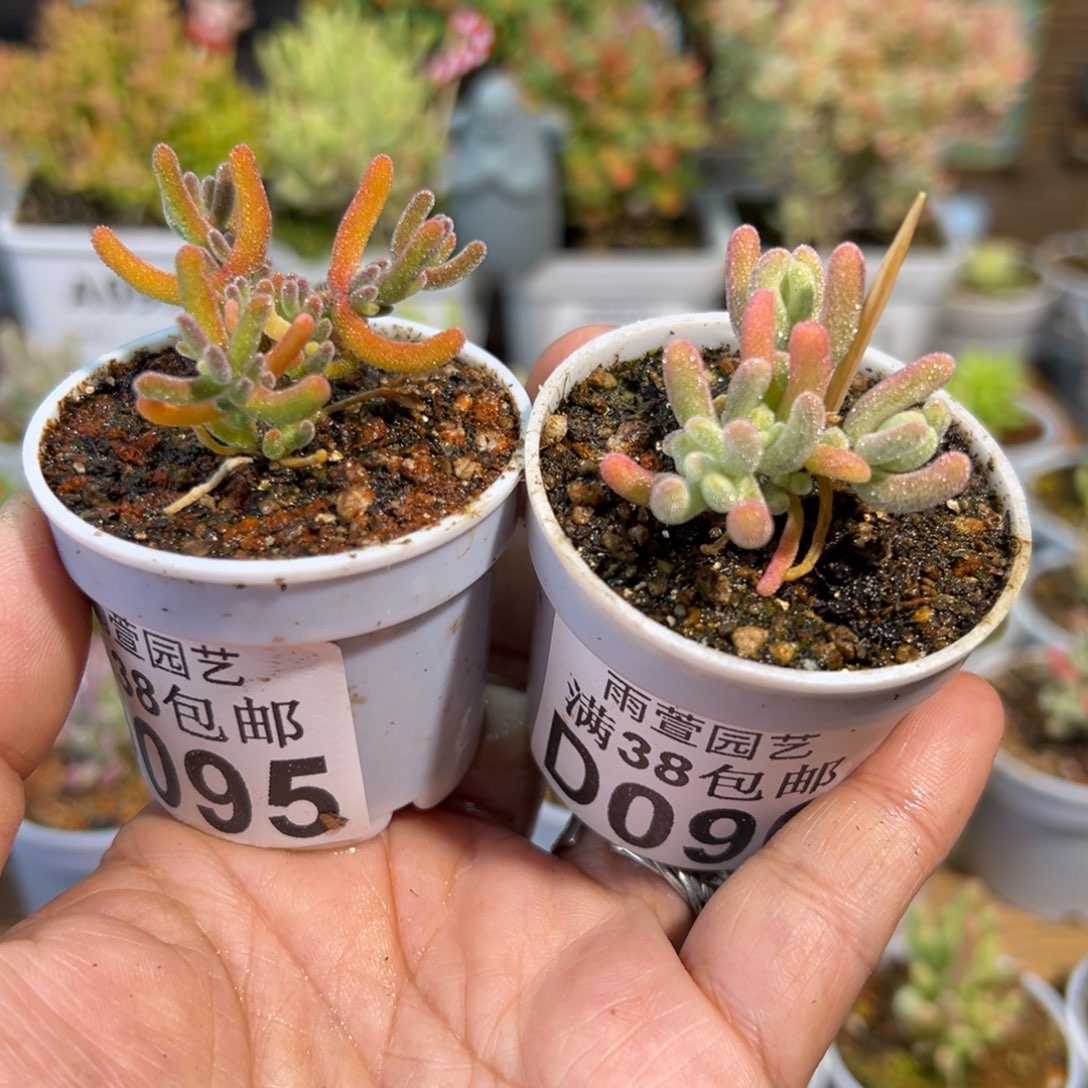 X***n23-095+096钻石锦+橙叶白锦